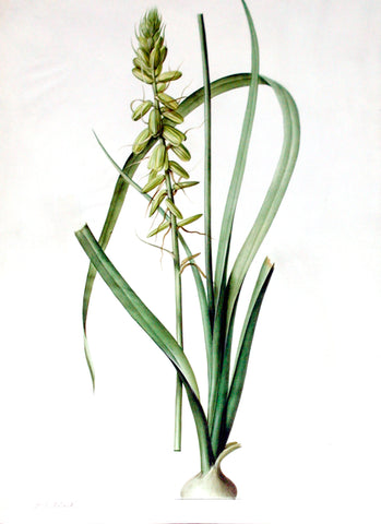 Pierre-Joseph Redouté  (Belgian, 1759-1840), “Ethiopian Lantern Flower“ Albuca abyssinica