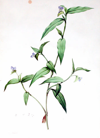 Pierre-Joseph Redouté  (Belgian, 1759-1840), “Common Dayflower” Commelina communis