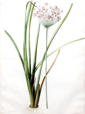 Pierre-Joseph Redouté  (Belgian, 1759-1840), “Flowering Rush” Butomus umbellatus