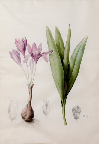 Pierre-Joseph Redouté  (Belgian, 1759-1840), “Colchium autumnale” (Common Naked Ladies)