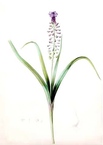 Pierre-Joseph Redouté  (Belgian, 1759-1840), “Tassle Hyacinth” Muscari comosum