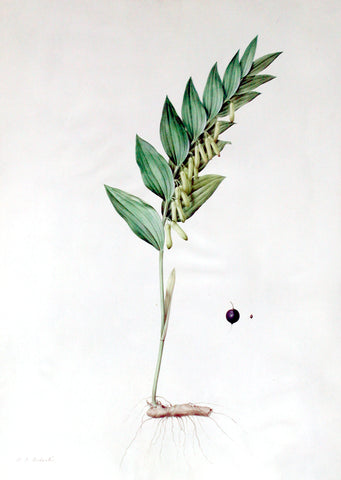 Pierre-Joseph Redouté  (Belgian, 1759-1840), “Sweet-scented Solomon’s Seal” Polygonatum vulgare