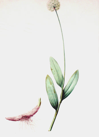 Pierre-Joseph Redouté  (Belgian, 1759-1840), “Alpine Leek” Allium victorialis