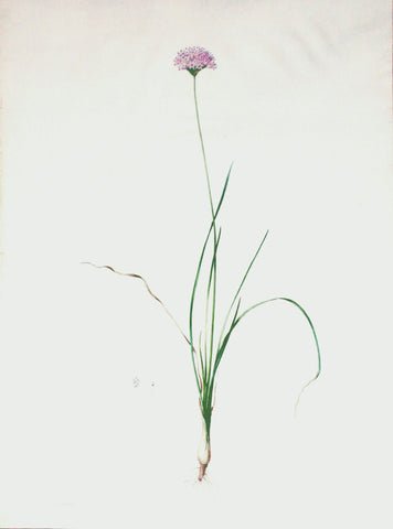 Pierre-Joseph Redouté  (Belgian, 1759-1840), “Mountain Garlic” Allium lusitanicum
