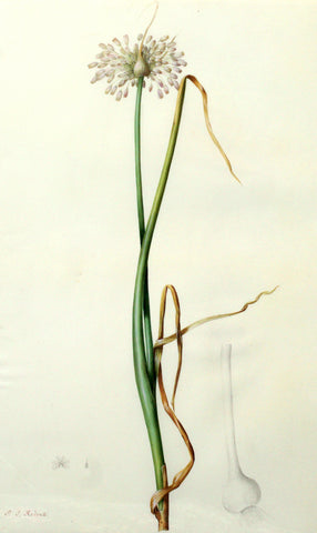 Pierre-Joseph Redouté  (Belgian, 1759-1840), “Pale Garlic” Allium palens