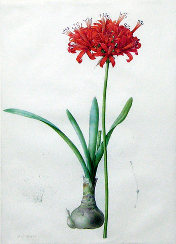 Pierre-Joseph Redouté  (Belgian, 1759-1840), “Guernsey Lily” Amaryllis curvifolia