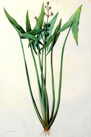 Pierre-Joseph Redouté  (Belgian, 1759-1840), “Arrowhead” Sagittaria sagittifolia