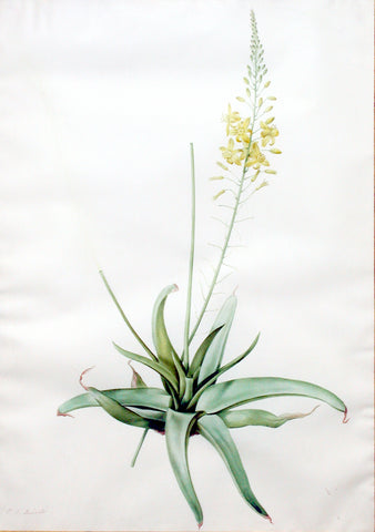 Pierre-Joseph Redouté  (Belgian, 1759-1840), “Leek Lily” Anthericum aloides