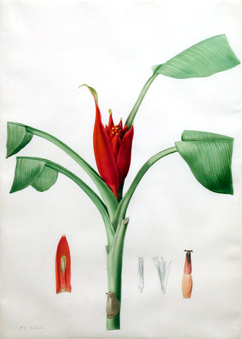 Pierre-Joseph Redouté  (Belgian, 1759-1840), “Wild or Red-flowered Banana” Musa coccinea