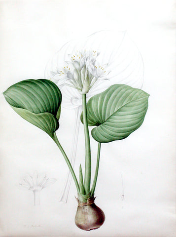 Pierre-Joseph Redouté  (Belgian, 1759-1840), “Cardwell Lily or Christmas Lily” Pancratium amboinense