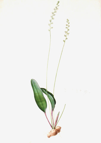 Pierre-Joseph Redouté  (Belgian, 1759-1840), “Lance-leaved Woolseed” Eriospermum lanceaefolium