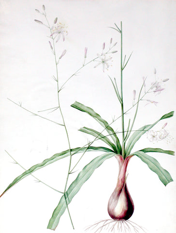 Pierre-Joseph Redouté  (Belgian, 1759-1840), “Soap Plant” Scilla pomeridiana