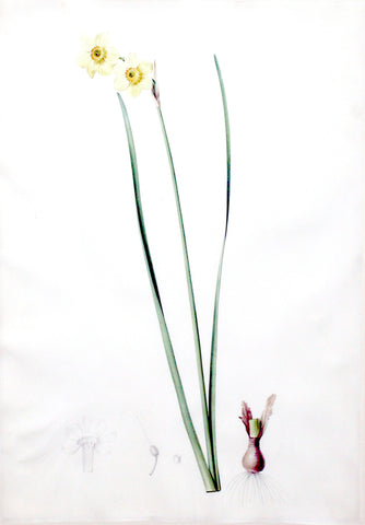 Pierre-Joseph Redouté  (Belgian, 1759-1840), “Cheerful Narcissus” Narcissus laetus