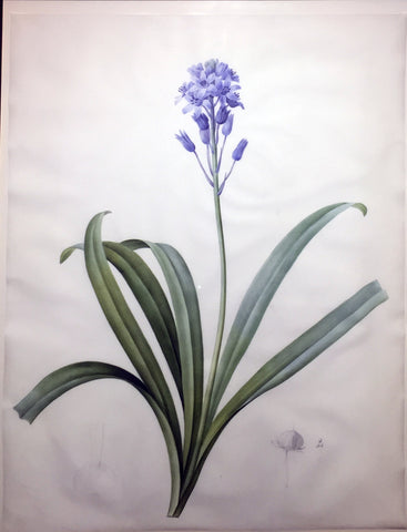 Pierre-Joseph Redouté  (Belgian, 1759-1840), “Italian Bluebell” Scilla campanulata