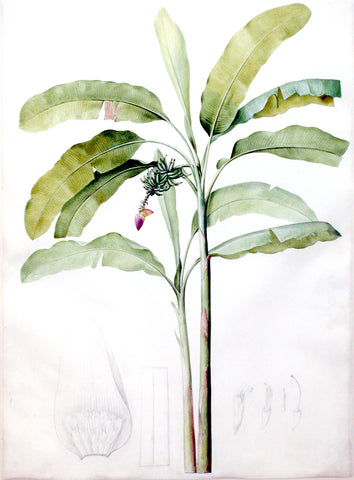 Pierre-Joseph Redouté  (Belgian, 1759-1840), “Cultivated Banana” Musa paradisiaca