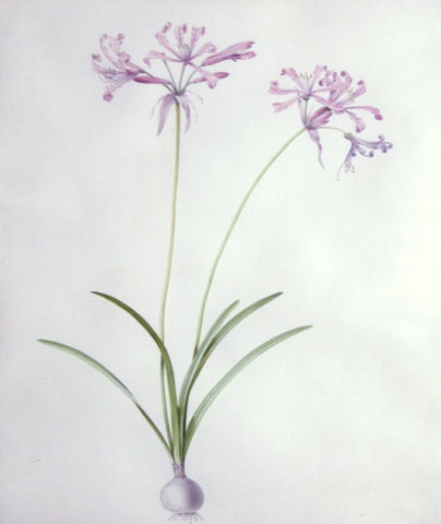 Pierre-Joseph Redouté  (Belgian, 1759-1840), “Mountain Lily” Amaryllis humilis