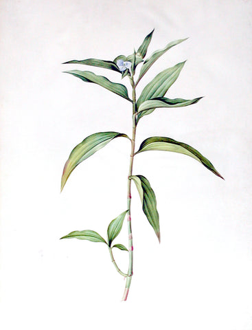 Pierre-Joseph Redouté  (Belgian, 1759-1840), “Willow-Weed-leaved Brownball” Commelina persicariaefolia
