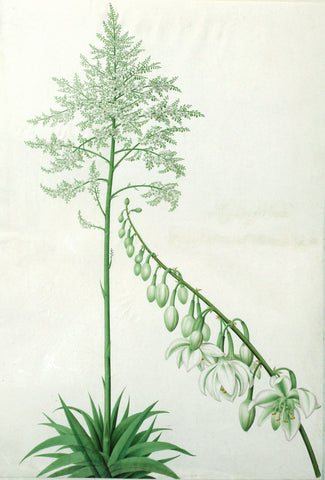 Pierre-Joseph Redouté  (Belgian, 1759-1840), “Giant Fourcroya/ Giant Agave” Furcraea gigantea