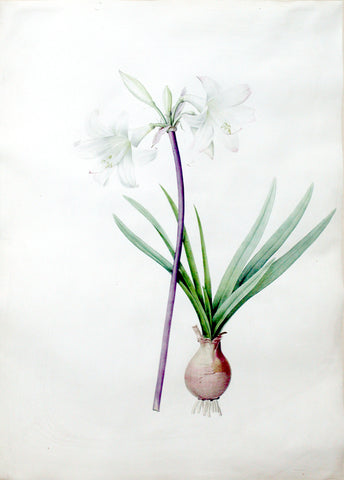Pierre-Joseph Redouté  (Belgian, 1759-1840), “Belladonna Lily/ March Lily” Amaryllis pallida