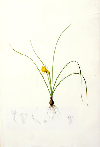Pierre-Joseph Redouté  (Belgian, 1759-1840), “Hoop Petticoat Narcissus” Narcissus tenuifolius