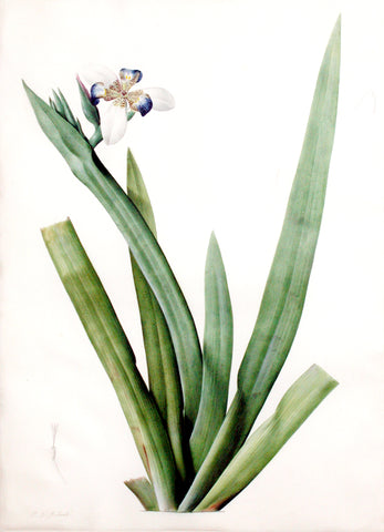 Pierre-Joseph Redouté (Belgian, 1759-1840), “North’s Neomarica” Moraea vaginata