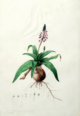 Pierre-Joseph Redouté (Belgian, 1759-1840), “Revolute Cape Squill” Lachenalia lanceaefolia
