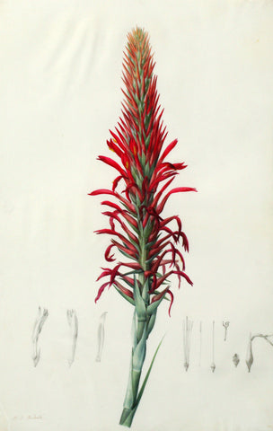 Pierre-Joseph Redouté (Belgian, 1759-1840), “Bracteose Pitcairnea” Piticarnia latiforlia (detail)