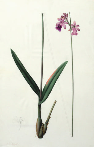 Pierre-Joseph Redouté (Belgian, 1759-1840), “Bilobed Epidendrum” Epidendrum bifidum