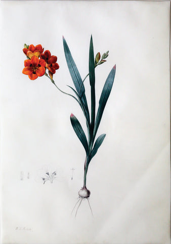 Pierre-Joseph Redouté (Belgian, 1759-1840), “Burnt Tritonia” Ixia miniata