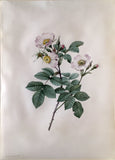 Pierre-Joseph Redouté  (Belgian, 1759-1840), “Rosa Stylosa” (Rose of the Fields)
