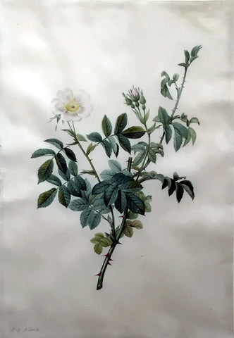 Pierre-Joseph Redouté  (Belgian, 1759-1840), “Rosa Tomentosa” (Tomentose Rose)