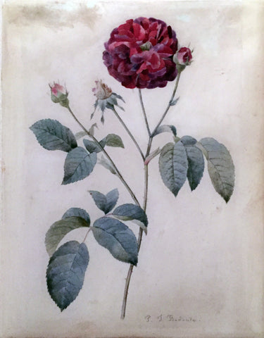 Pierre-Joseph Redouté  (Belgian, 1759-1840), Study of a Red Rose