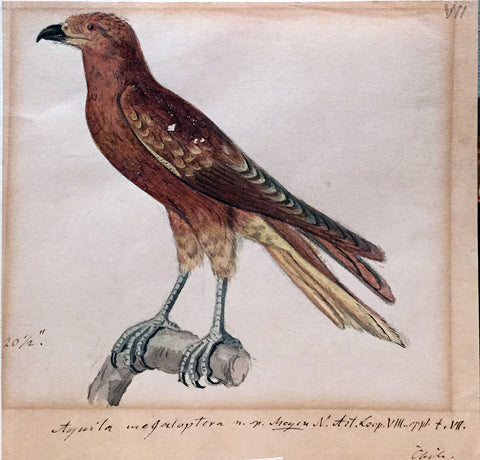 Heinrich Gottlieb Ludwig Reichenbach (German, 1793-1879), Aquila Megaloptera… Chile