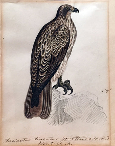 Heinrich Gottlieb Ludwig Reichenbach (German, 1793-1879), Haliactus lineatus goughan