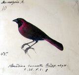 Heinrich Gottlieb Ludwig Reichenbach (German, 1793-1879), Original watercolor drawings for Die Vollständigste Naturgeschichte der Vögel des In- und Auslandes.