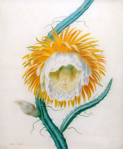 Adèle Riché (French, 1791-1887), Queen of the Night or Night-Flowering Cereus