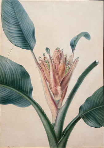 Adèle Riché  (French, 1791-1887), Musa Coccinea, Scarlet Banana (?)