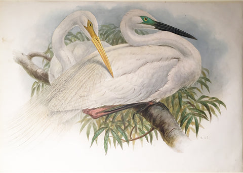 Henry Constantine Richter (British, 1821-1902), Great White Egret or White Heron (Herodias Alba)
