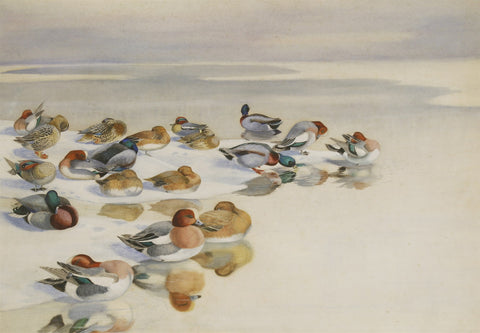 Philip Rickman (British, 1891-1982), Ducks