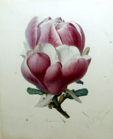 Alfred Riocreux (French, 1820-1912), Magnolia Lenné