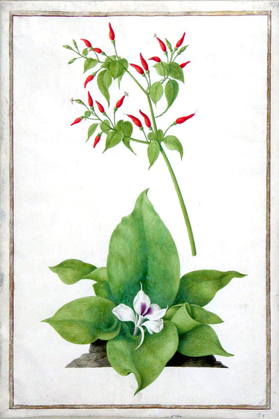 【美品】Botanical Vaudeville by Robert Ra... Nicolas Robert (French, 1614-1685), A Study of a Member of