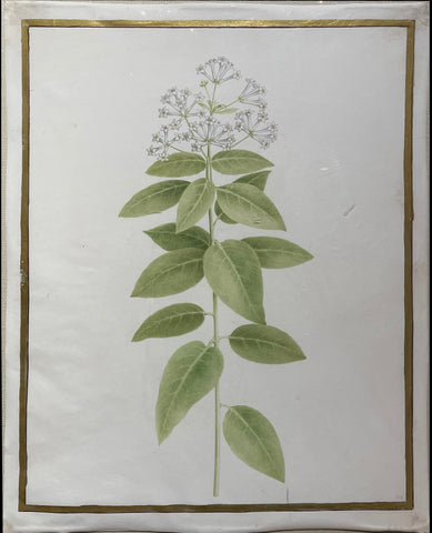Nicolas Robert (French, 1614-1685), Asclepias quadrifolia (commonly called four-leaved milkweed or fourleaf milkweed)