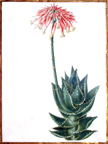 Nicolas Robert (French, 1614-1685), Flowering cactus plant