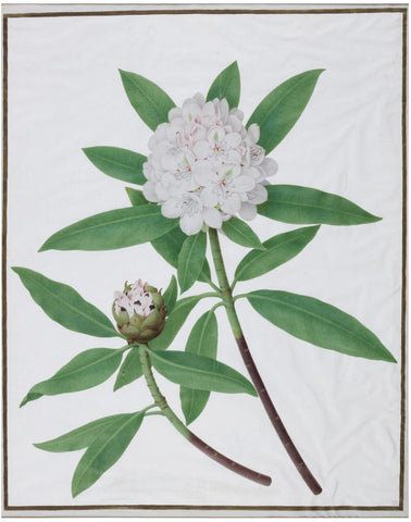 Nicolas Robert (French, 1614-1685), Rhododendron Maximum (known as Rosebay, Great Rhodedendron, or White Laurel)