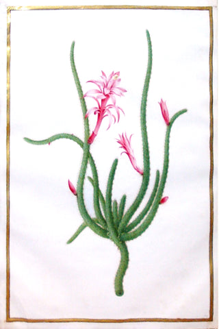 Nicolas Robert (French, 1614-1685), Untitled (Cactus with pink blooms)