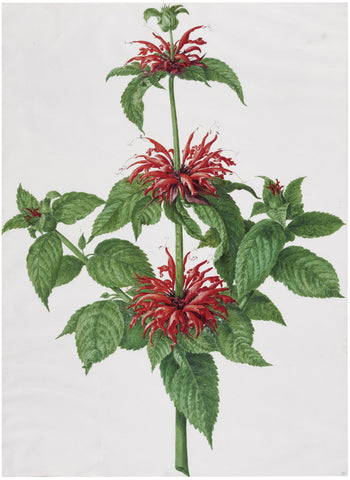 Nicolas Robert (French, 1614-1685), A Bergamot Plant