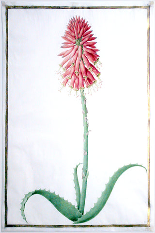 Nicolas Robert (French, 1614-1685), Flowering cactus plant