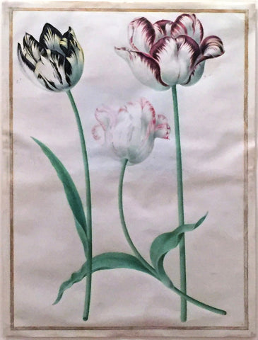 Nicolas Robert (French, 1614-1685), Tulips