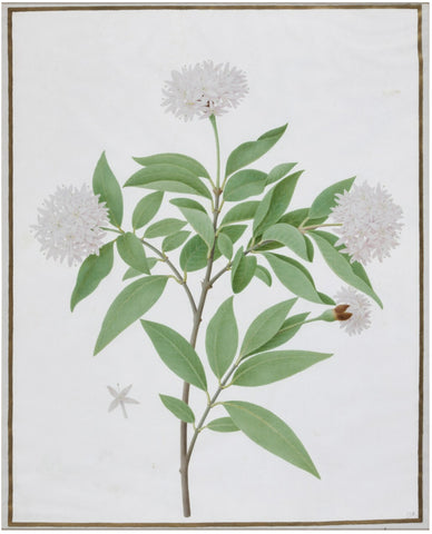 Nicolas Robert (French, 1614-1685), An Allium plant