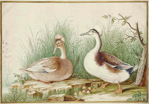 Nicolas Robert (French, 1614-1685), Pair of Crested Ducks [Couple de canards huppés (Lophonetta specularioides)]
